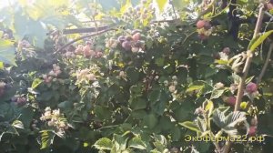 Ежевикоподобная малина "Глен Кое"