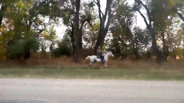 Арловская порода иноходец красный паспорт привезен с России смотреть онлайн