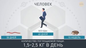Как долго животные могут прожить без еды
