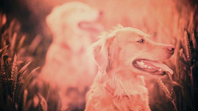 Звуки собак (Пёс унюхал след) | (3 Секунды) смотреть онлайн