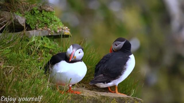 Calming Music that Heals Stress and Anxiety • Beautiful Bird Singing in the Forest, Gentle Music #1 смотреть онлайн