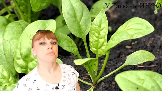 Что будет, если СВЕКЛУ и ЛУК посадить после таких культур... ??? смотреть онлайн