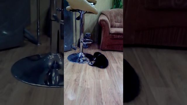 Цверг Рич и британка Муля смотреть онлайн