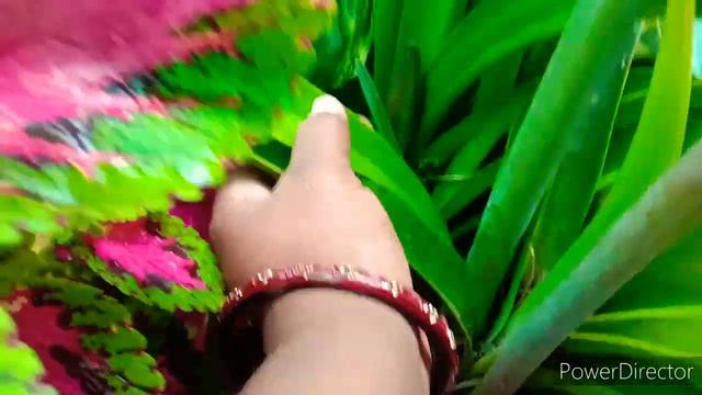 How To Grow And Care Amaryllis Lily Flower Plant,