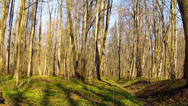 Дзен леса, живое фото // Zen of a forest, live photo смотреть онлайн