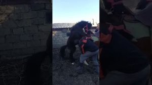 покрытие кобылы жеребцом пони