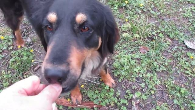 Окрестности Сочи. Цветёт морозник. (5 апреля 2022 г.) смотреть онлайн