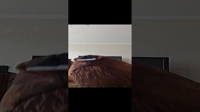 VID_20240702_151727.mp4