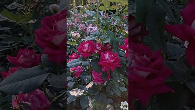 Роза "Моника Беллуччи",июнь 2021. смотреть онлайн