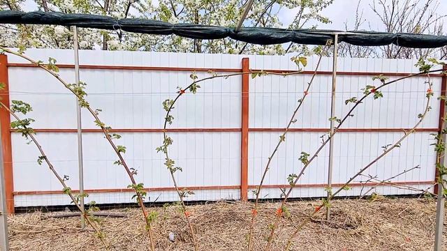 Поднимаем ежевику на шпалеру смотреть онлайн