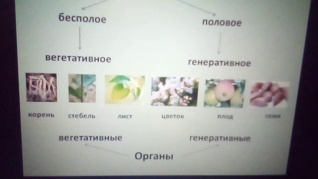 Размножение растений смотреть онлайн
