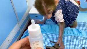 Baby monkey Bon Bon has fun playing with So cute ducklings in the garden and eats watermelon