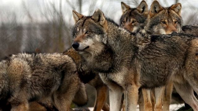 Волки съели 120 человек. В это трудно поверить... смотреть онлайн
