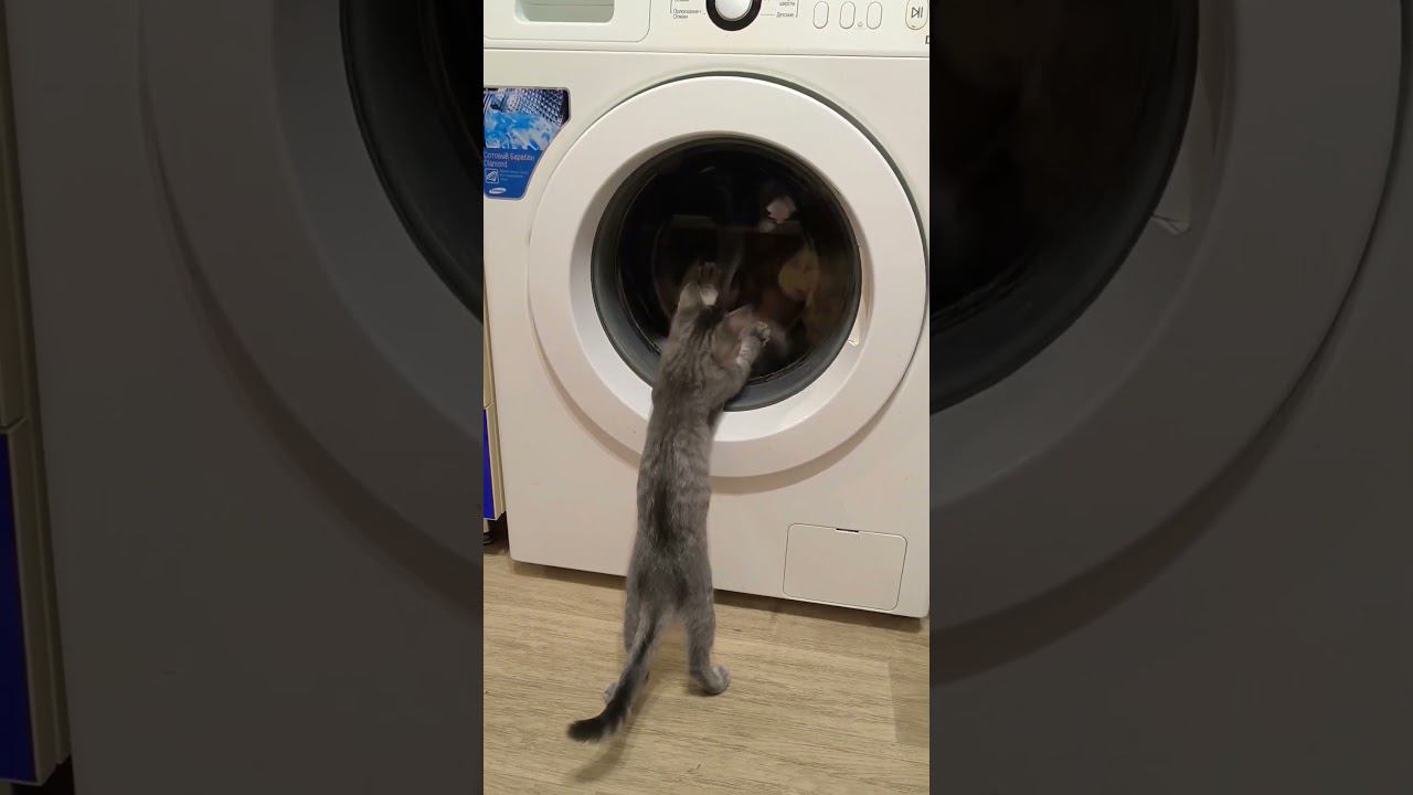 кот полоскун #юмор #ржака смотреть онлайн