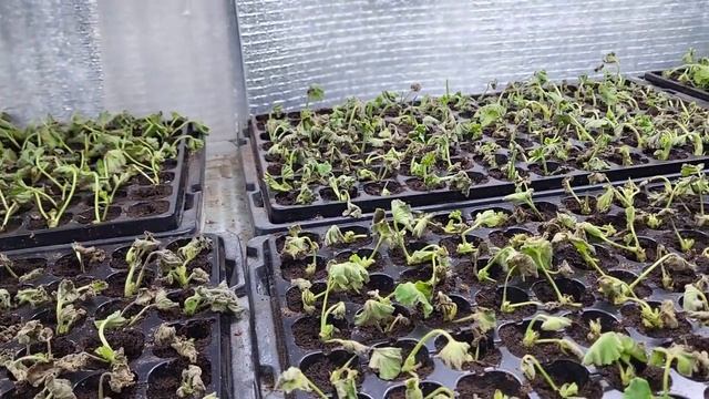 Евронеукор пеларгонии от Дюмен Оранж.?? Обзор ? смотреть онлайн