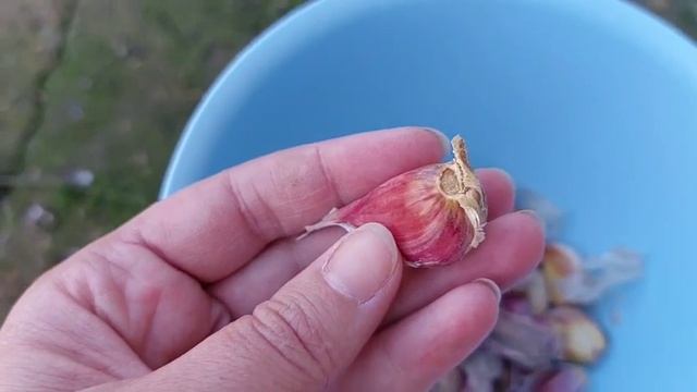 Посадка озимого чеснока. Лёгкий способ и высокий урожай смотреть онлайн