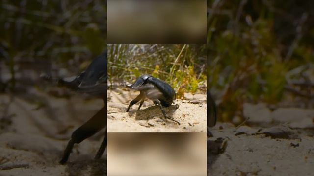 Жук думает, что нашел золотую жилу. Но был заскамлен смотреть онлайн