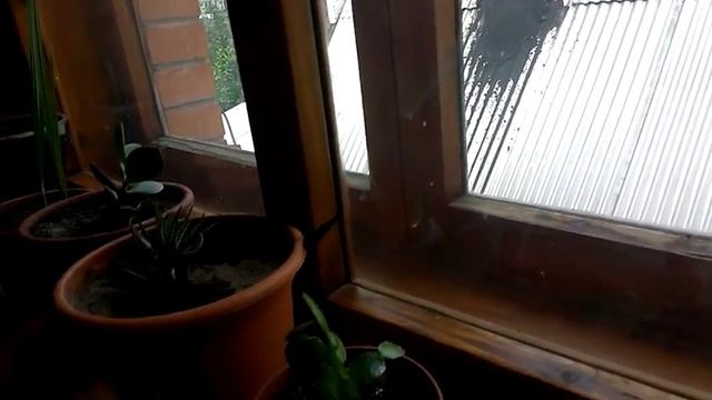 Бабочка "Павлиний глаз" в гости прилетела! смотреть онлайн
