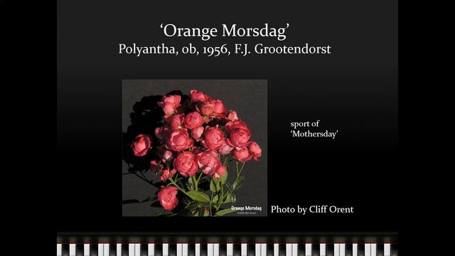 Polyantha Roses - Bob Martin - NCNH 2016 Rose Conference смотреть онлайн