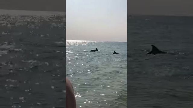 Крымские дельфины устроили невиданное шоу для отдыхающих! смотреть онлайн