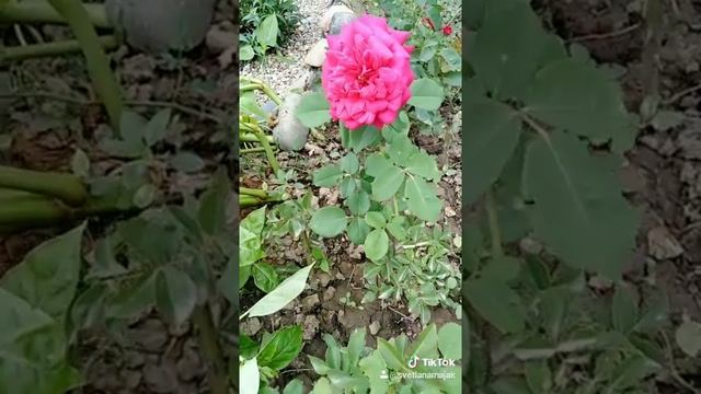 Роза из черенка (Big Purple rose, роза Биг Пёрпл) смотреть онлайн