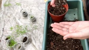 Аспарагус Шпренгера из семян . Эксперимент удался. Посадка в один горшок .