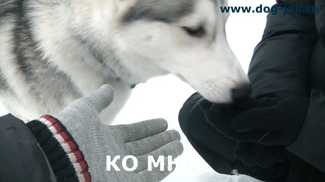 ДРЕССИРУЕМ ХАСКИ смотреть онлайн