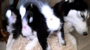 Жизнь хаски