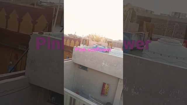 pink sunflower looking at the Sun 🌞🌞 смотреть онлайн