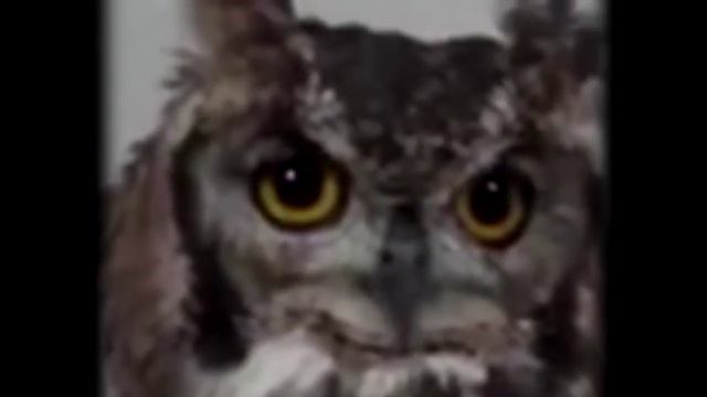 Что делают питомцы Абдулова, пока хозяина нет дома смотреть онлайн