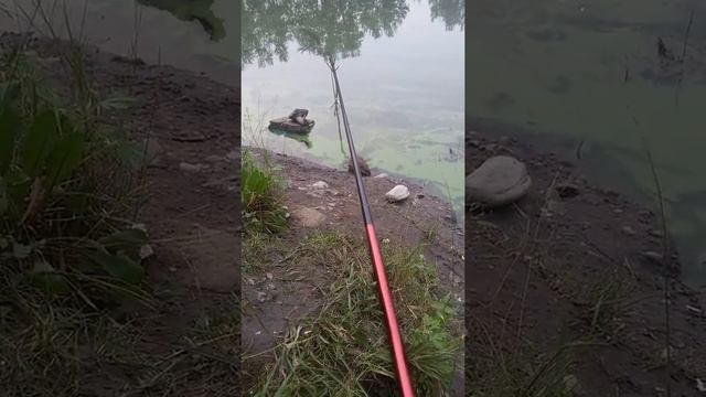 Андатра, водяная крыса хочет пройти ))) смотреть онлайн
