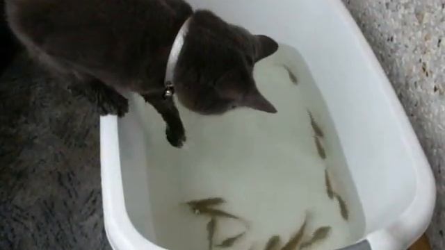 Кот рыбачит в тазу. Удачно :) смотреть онлайн