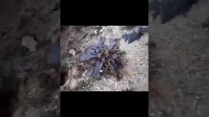 Рододендрон после зимы