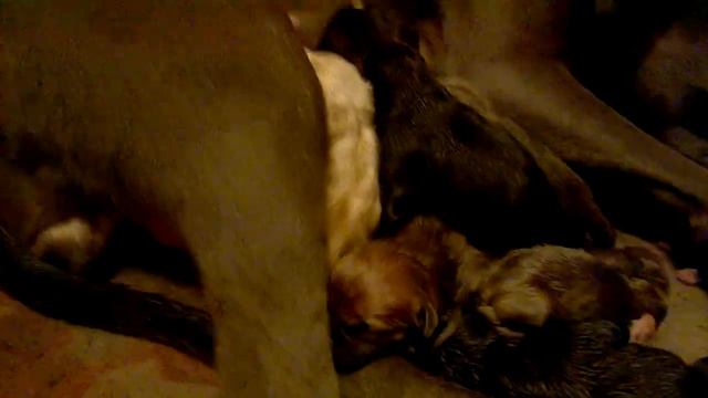 StreetzMart Performance Canines Pairing 1 Day 1 (Raki/RunDa) смотреть онлайн