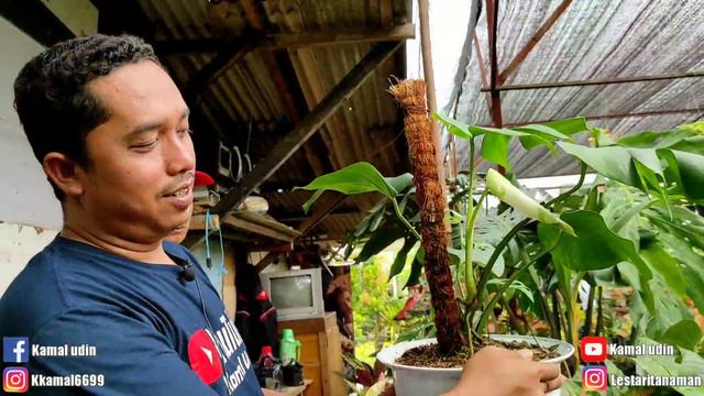 HARGA TANAMAN HIAS AWAL TAHUN MURAH ATAU MAHAL ? | AGLONEMA, PHILODENDRON, MONSTERA, BEGONIA, KELAD смотреть онлайн