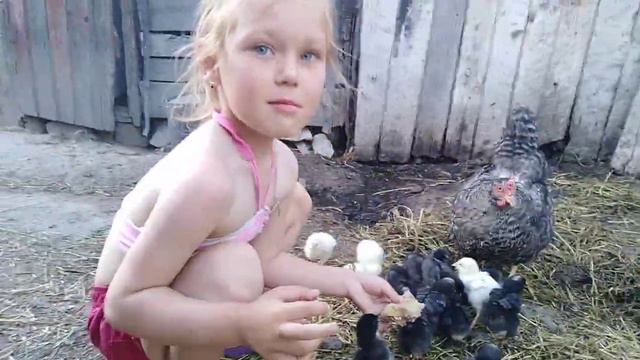 Лето 20 Цыплят. Karina кормит картошкой !!. смотреть онлайн