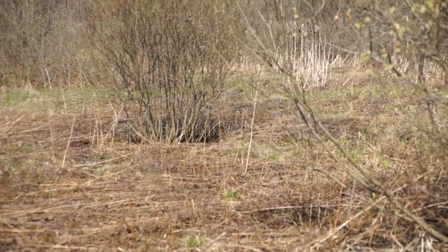 Бабочек много не бывает смотреть онлайн