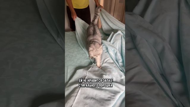 Почему кошка может перестать спать с тобой #кот #коты #shorts смотреть онлайн