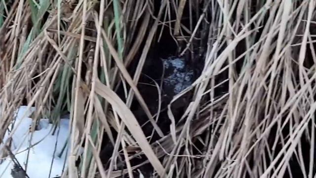 Річка Ірпінь: масовий мор риби 1 лютого 2019 смотреть онлайн