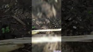 Плетение заборчика из камыша, декоративное ограждение вдоль тропинки ?