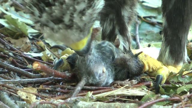 Большой подорлик (июль 2015) смотреть онлайн