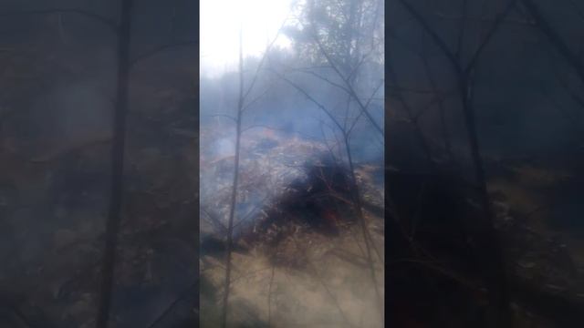 Пожар в леса Сибири смотреть онлайн