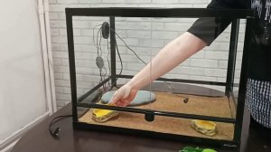 Оборудуем террариум для эублефаров