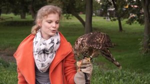 Ястреб-тетеревятник для соколиной охоты