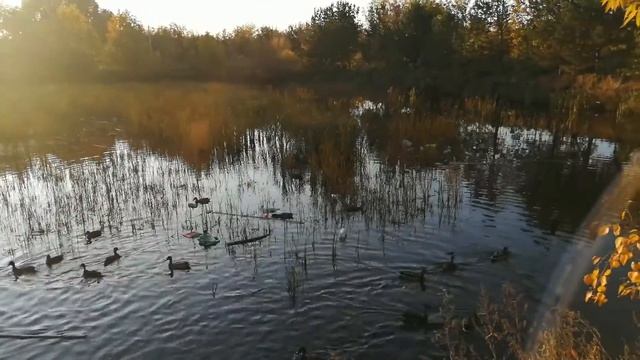 Гуляем! Кормим Диких уток! смотреть онлайн