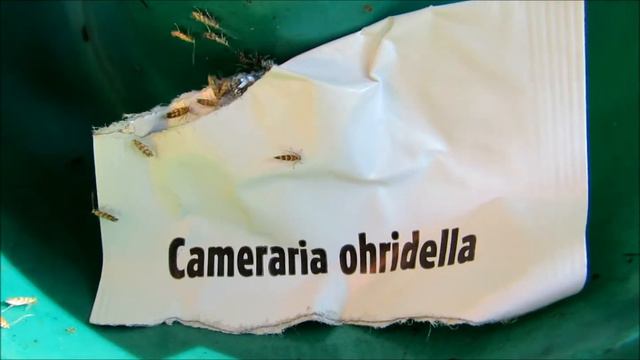 Feromoon kastanje mineermot Biocontrole 2 augustus 2013 смотреть онлайн