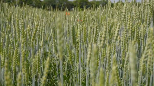 Расслабляющая фортепианная музыка?снять стресс перед сном?лечение бессонницы музыка?исцеление звуко смотреть онлайн