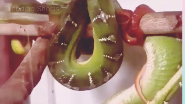 Python Birth || Birth Cycle Python смотреть онлайн