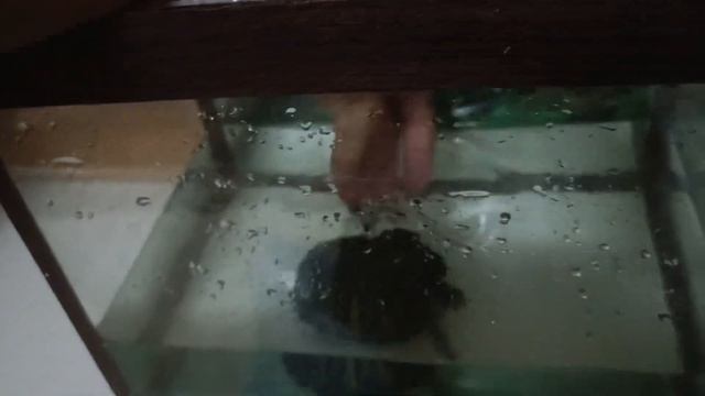 как помыть красноухою черепаху урок влог #влог #красноухаячерепаха #turtle#черепаха #сute#how смотреть онлайн