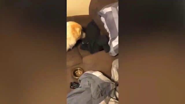Смешные животные/Засмеялся подписался смотреть онлайн